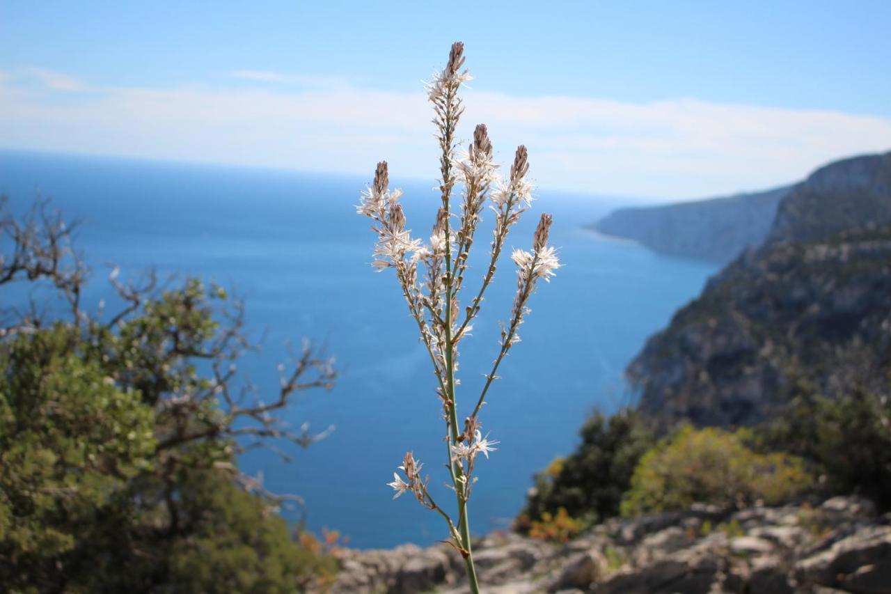 B&B Issicoro Baunei Buitenkant foto